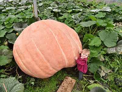 求购绿金条—黄瓜种子