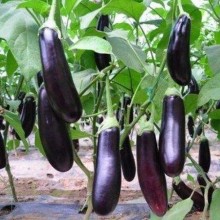 紫长茄新鲜采摘